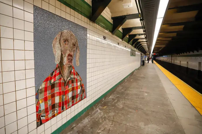 The subway platform at the 23rd Street F/M station in Manhattan, with a mosaic of a dog on the wall created by William Wegman.